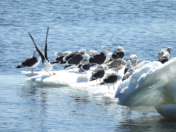 春先の残った流氷の上にのるオオセグロカモメ